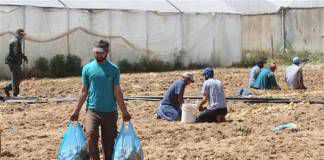 ชั่วสุดขีด! อิสราเอลโรยสารพิษเขตที่ดินเพาะปลูกในฉนวนกาซา