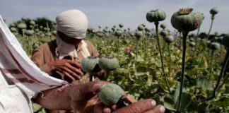 ผลิตยาเสพติดมูลค่า 2.7 พันล้านดอลลาร์ในอัฟกานิสถานในปีที่แล้ว